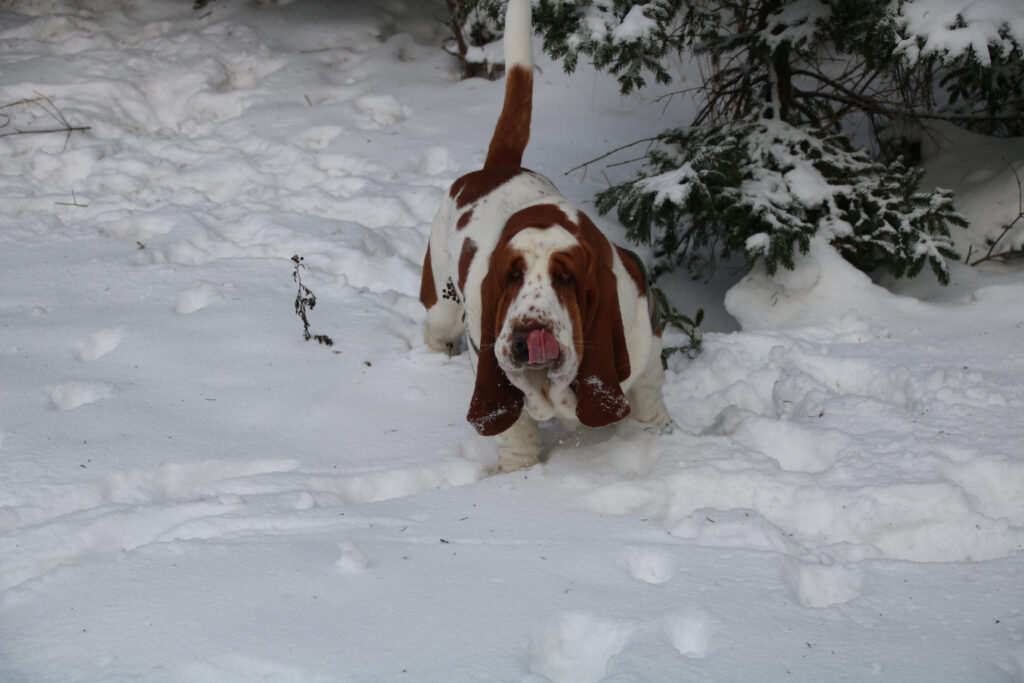 Jasper im Schnee