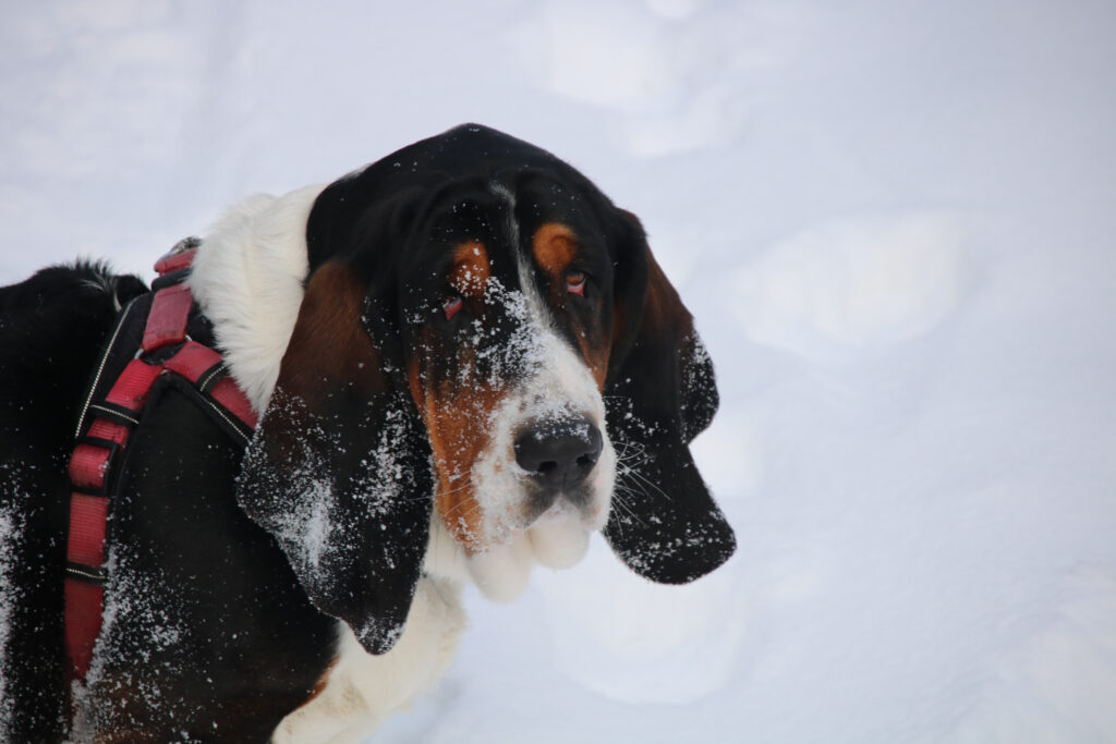 Taddy im Schnee nach einer Prüfung der Schneedecke.
