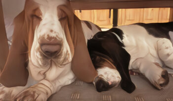 kleines Nickerchen unter dem Tisch