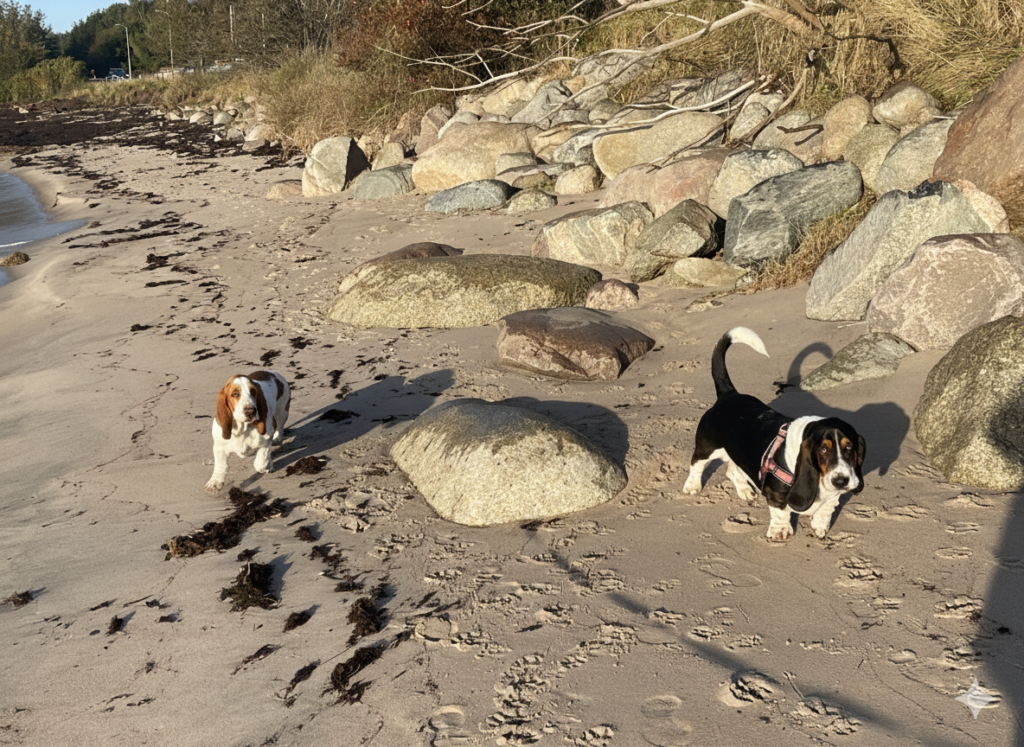 Basset Hound am Strand von Ystad