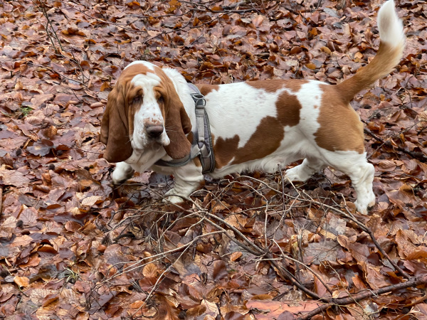 Basset Hound im Wald, auf der Suche nach Spezialitäten wie ein Bloodhound.