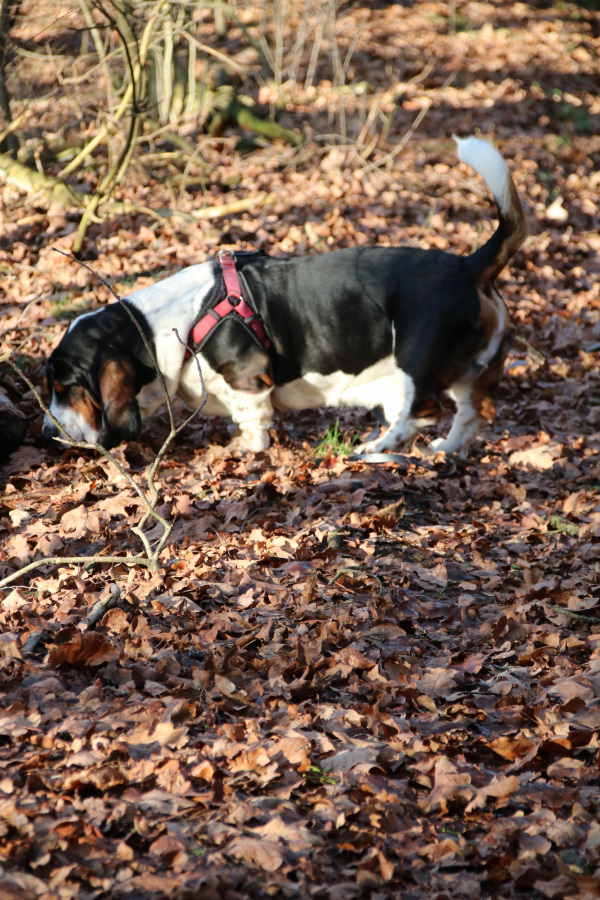 Taddy auf der Suche nach Leckereien im Wald bei einem Spaziergang. Mal sehen, ob er etwas finden wird und erfolgreich wie ein Bloodhound ist.